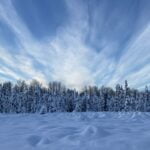 Striated light in the sky above dark, snow covered trees.